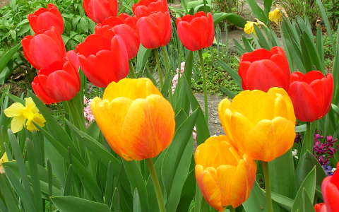 Tulipánok