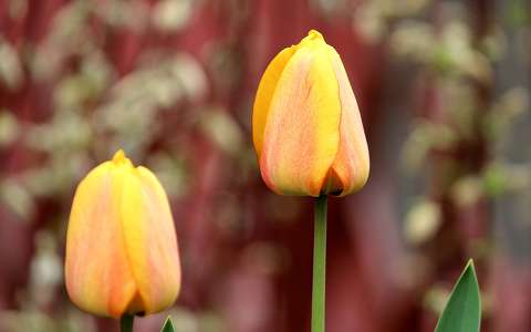 tulipán (Tulipa)
