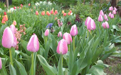 kertek és parkok tulipán