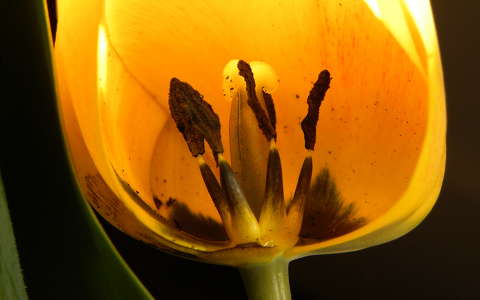 tulipán