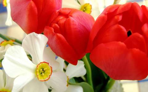 Tulipán és nárcisz
