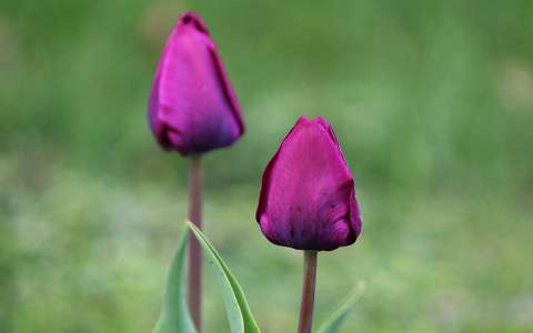tulipán (Tulipa)