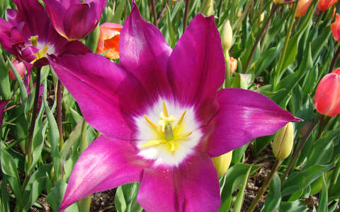 tulipan