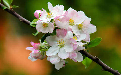 vadalma (Malus sylvestris)