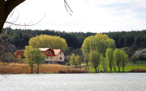 Gomba, tópart, napsütés