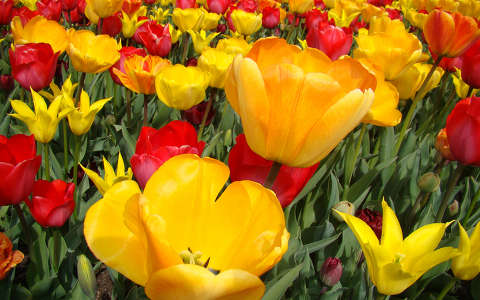 tulipan mezo