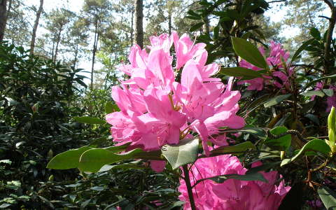 rododendron, /jeli-arborétum