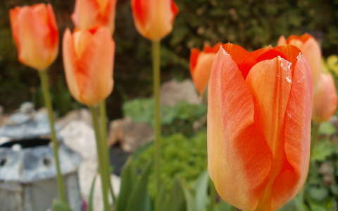 tulipán
