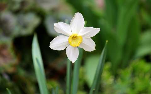 fehér nárcisz (Narcissus poeticus)