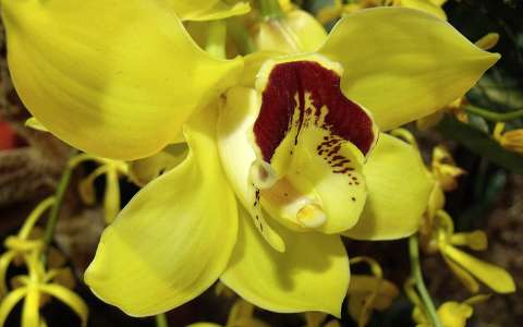 orchidea