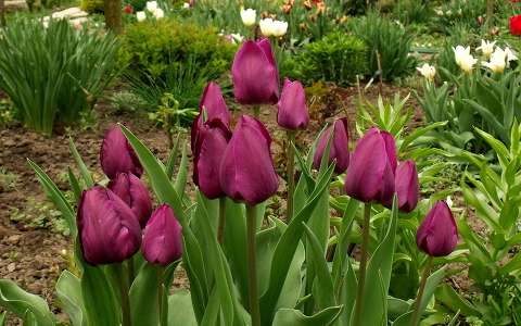Tulipánok