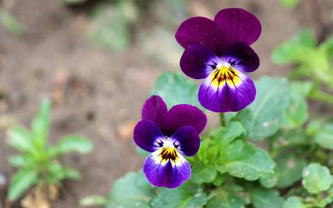 háromszínű árvácska vagy vadárvácska (Viola tricolor)