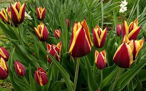 Tulipán csokor.