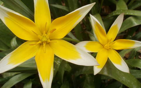 tulipán