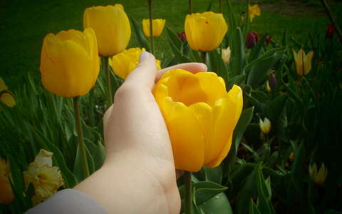 tulipán