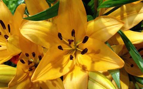 liliom