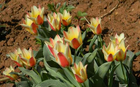 tulipán