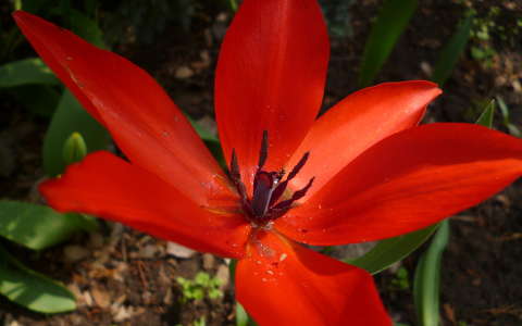 tulipán