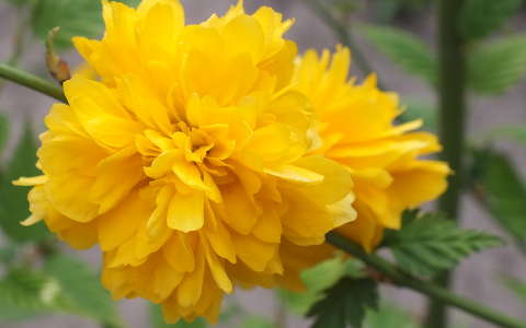 Sárga virág