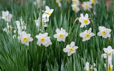 fehér nárcisz (Narcissus poeticus)