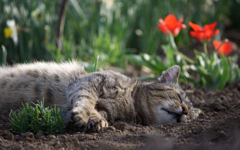 macska tavasz tulipán