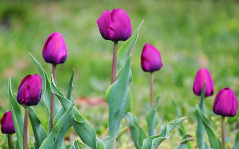 tulipán (Tulipa)