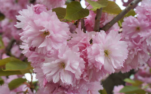 japán cseresznye virágzó fa