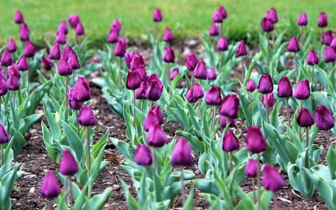 tulipán (Tulipa)