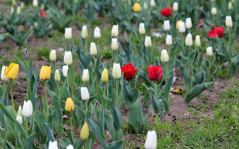 tulipán (Tulipa)