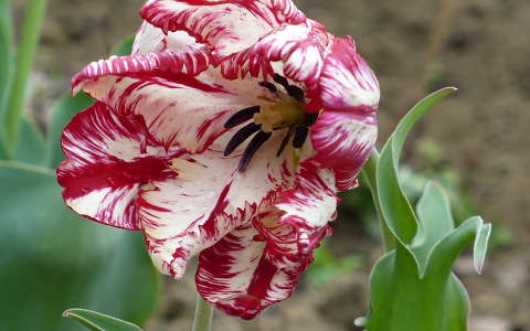 Tigris tulipán