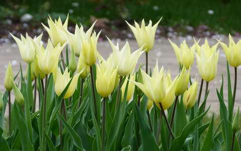 tulipán