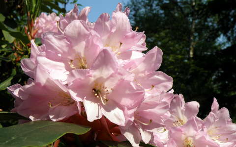 rododendron, - /jeli arborétum