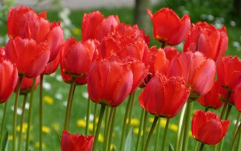 tulipán