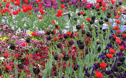 Mecwart tér tulipánjai,Budapest