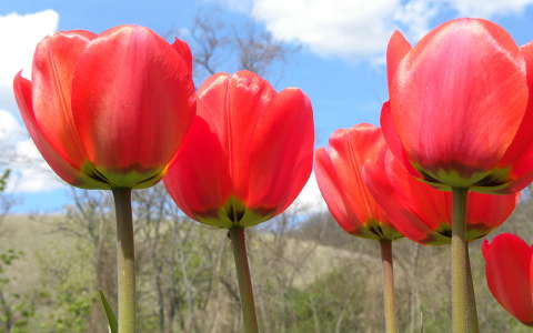 tulipán