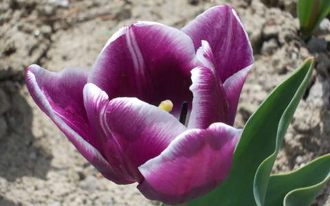 tulipán