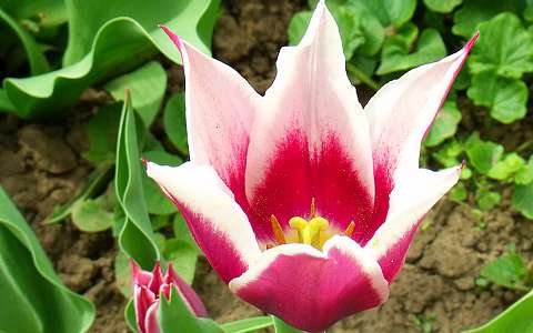 Tulipán