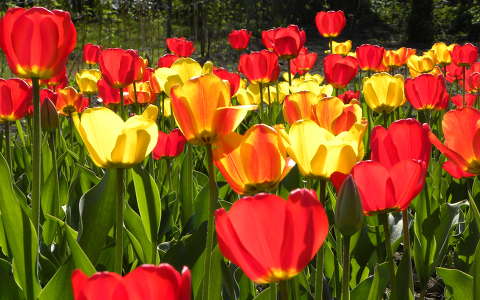 tavaszi virág tulipán