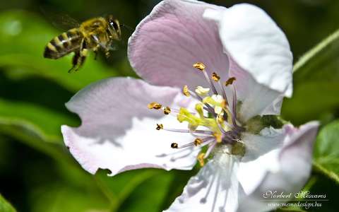 méhe birsalmafavirág
