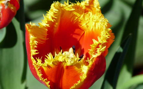 Tulipán Zalátán