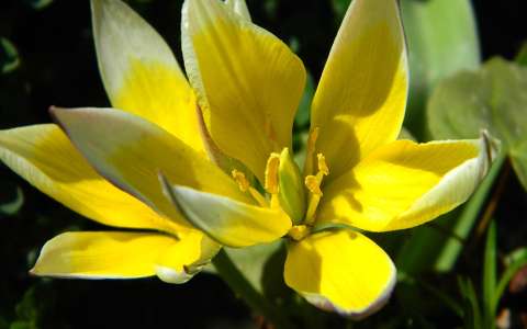 tulipán