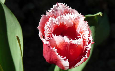 Tulipán Zalátán
