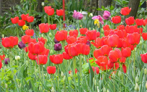 tulipán