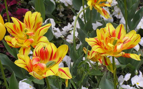 tulipán