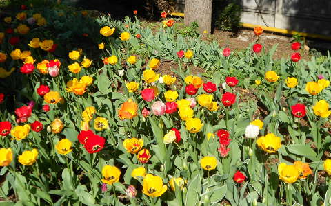 kertek és parkok tulipán