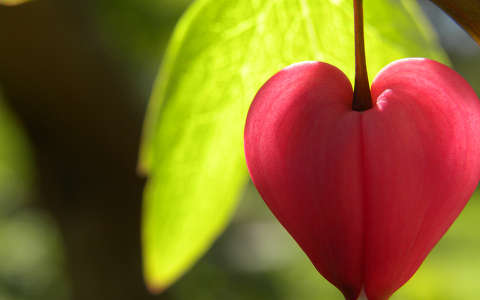 szívvirág valentin