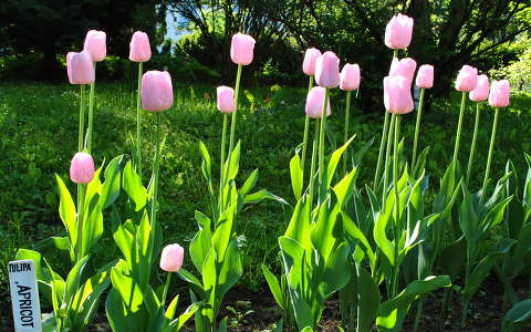 Kolozsvári rózsaszín tulipánok