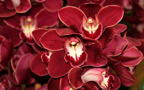 Budapest, Syma csarnok, orchidea kiállítás - 2012