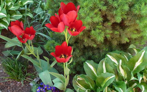 Csoportos tulipán