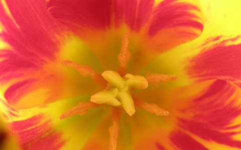 tulipán